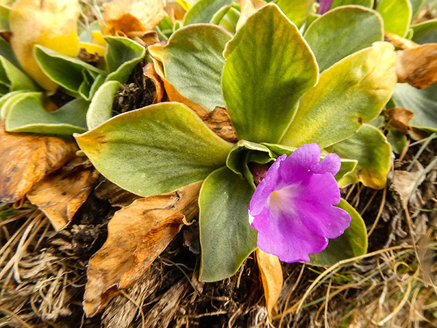 Primula spectabilis